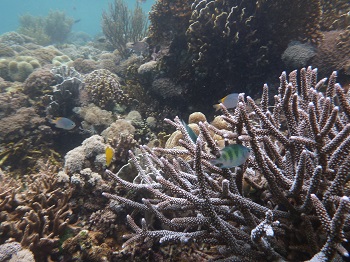 Snorkeling trip Komodo is special offer to see wonderful of corals or fishes